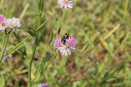 bee insect on purple white flower on a sunny dayの写真素材