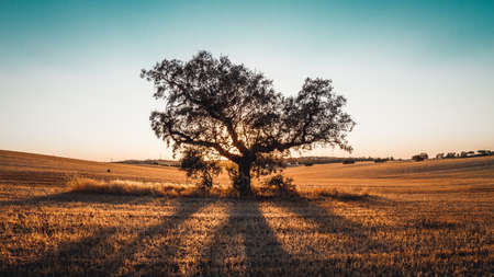 lonely oak in plainの写真素材
