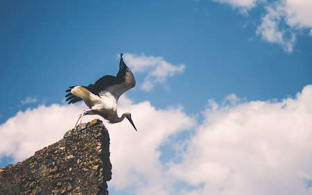 bird takeoff in nature