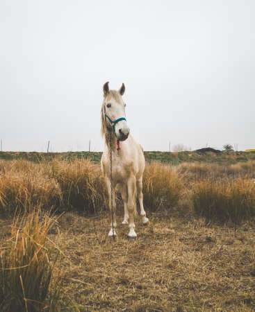 Beautiful white mare in field in cold cloudy afternoonの写真素材