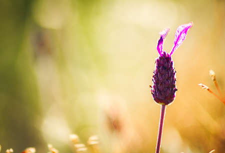 lavender flower defocused at sunsetの写真素材