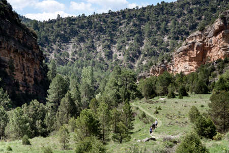 A group of one man and three women is hiking among the treesの写真素材