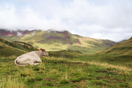 A cow is resting in spanish Pyrenees, with the fog coming at the backgroundの写真素材