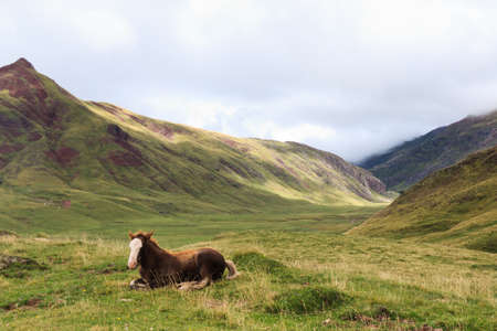A colt is resting in Echoの写真素材