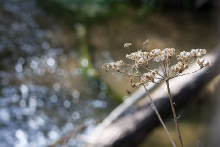 Dried flowers near a river in Segovia, Spainの写真素材