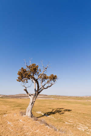 Lonely tree on the spanish countryの写真素材