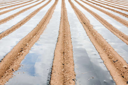 White asparagus field in Tudela, Navarra  Spain の写真素材