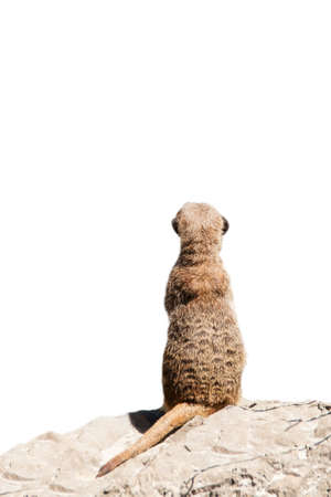 Portrait of a meerkat  or Suricate  on white backgroundの写真素材