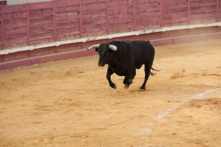 Fighting bull in the bullringの写真素材