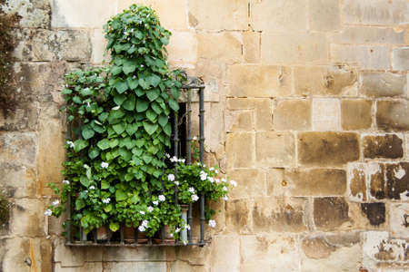 An old flowery windowの写真素材