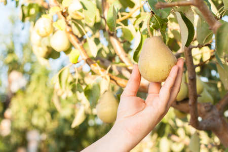 Woman harvesting pears on a tree branch in orchardの写真素材