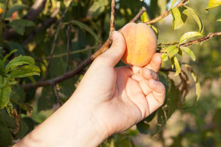 Woman harvesting peach on tree in the gardenの写真素材