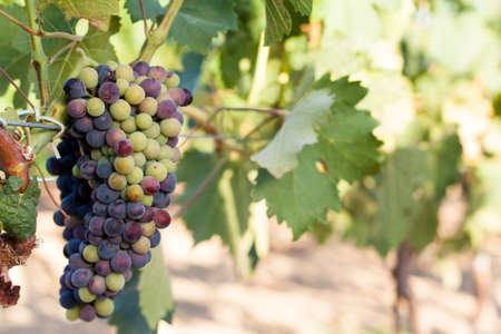 Red grapes in the vineyardの写真素材