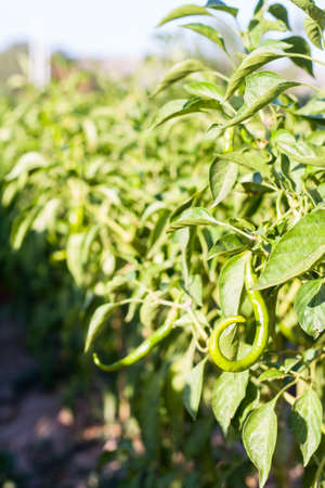Green peppers in the gardenの写真素材