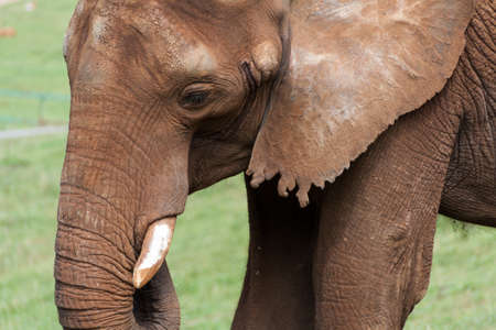 Close-up of the face of an elephant