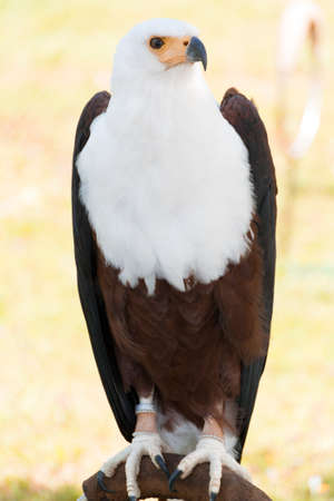 Portrait of an african fish eagle