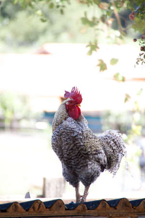 Portrait of a white roosterの写真素材