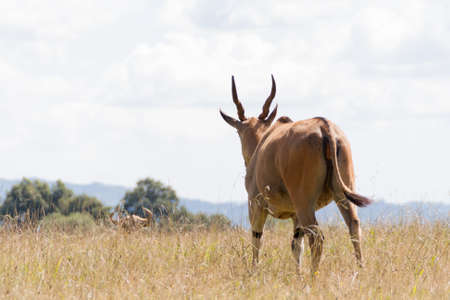 African antelope with its back to usの写真素材