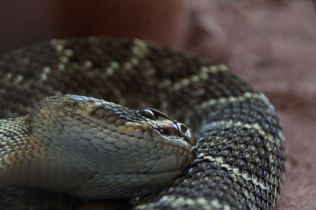 A snake is resting and showing its headの写真素材