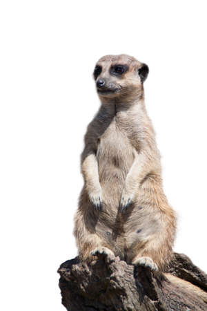 Portrait of a meerkat  or Suricate  isolated on white backgroundの写真素材