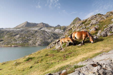 A colt with its mother in Echoの写真素材