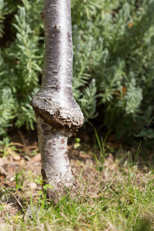 Grafted tree in cloning plant techniqueの写真素材