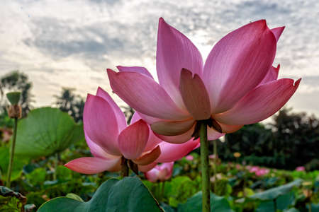Lotus in the sunshineの写真素材