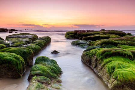 Mossの写真素材