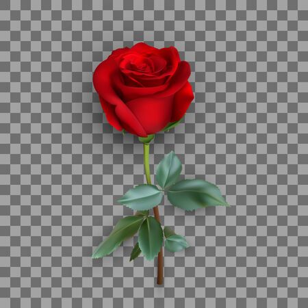 realistic rose design isolated on background, vector illustrationのイラスト素材