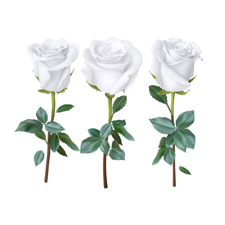 realistic rose design isolated on background, vector illustrationのイラスト素材