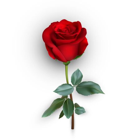 realistic rose design isolated on background, vector illustrationのイラスト素材