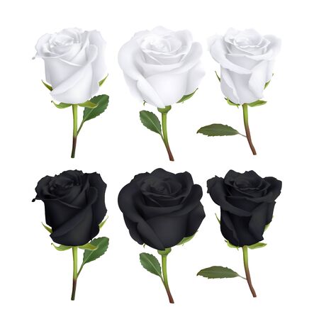 realistic rose design isolated on background, vector illustrationのイラスト素材