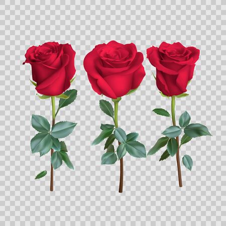realistic rose design isolated on background, vector illustrationのイラスト素材