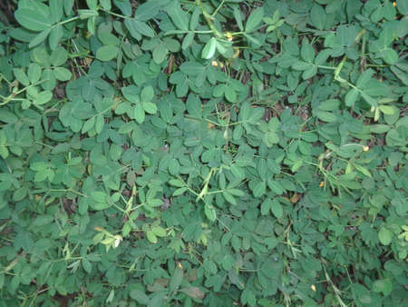 Green Plants on The Ground