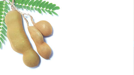 Tamarind fruit, one of the fruit with sour taste which is usually used as a spice in traditional Indonesian cuisineの写真素材