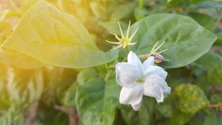 Jasmine flower in the morning with white and fragrant petals, commonly used as ornament, wedding event or aroma therapy,の写真素材