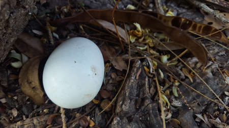 Chicken eggs outside the cageの写真素材