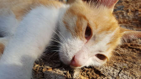 A cute cat is lazing on a log