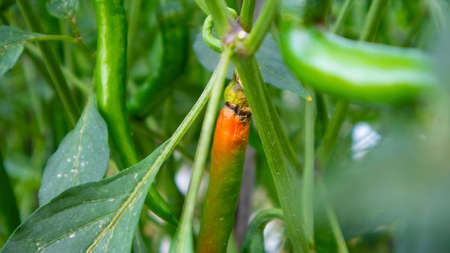 Chili cultivation, one of agriculture with good business value. Looks fertile with maximum care