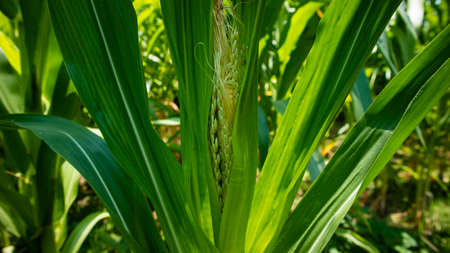 Corn in maize fields awaiting mature in the dry season.の写真素材