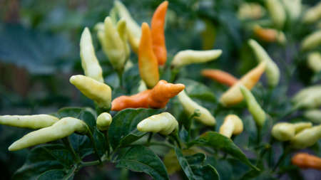 Chili plants are entering the harvest season, some are still green and orange.