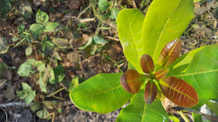 Guava or cashew leaf is a type of plant from the Anacardiaceae originating from Brazil and has an...