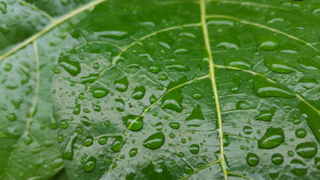 Green leaves with dew drops and natural texture in the rainy season.