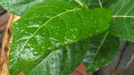 Green leaves with dew drops and natural texture in the rainy season.