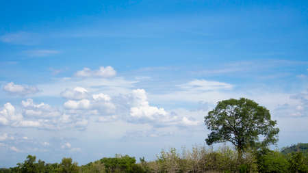 Green scenery with trees and blue sky background with beautiful cloudsの写真素材