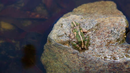 A Rana erythraea on a stone with a beautiful green backの写真素材