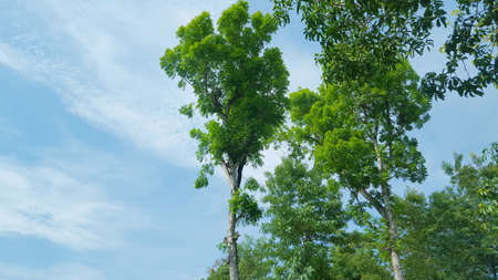 Green scenery with trees and blue sky background with beautiful clouds