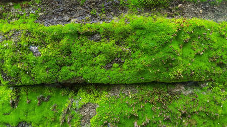 Green moss that grows on the walls in the rainy season. images suitable for use as wallpapers,...