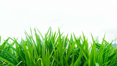 Elephant grass with a white background, suitable for use as a background image, wallpaper, or graphic resourceの写真素材