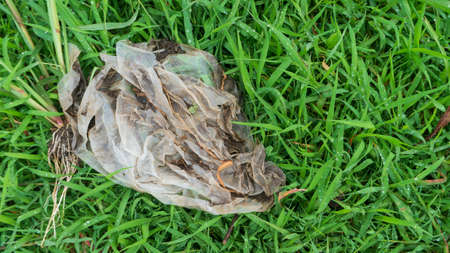 plastic waste on green grass, one of the environmental pollutants that needs special attentionの写真素材